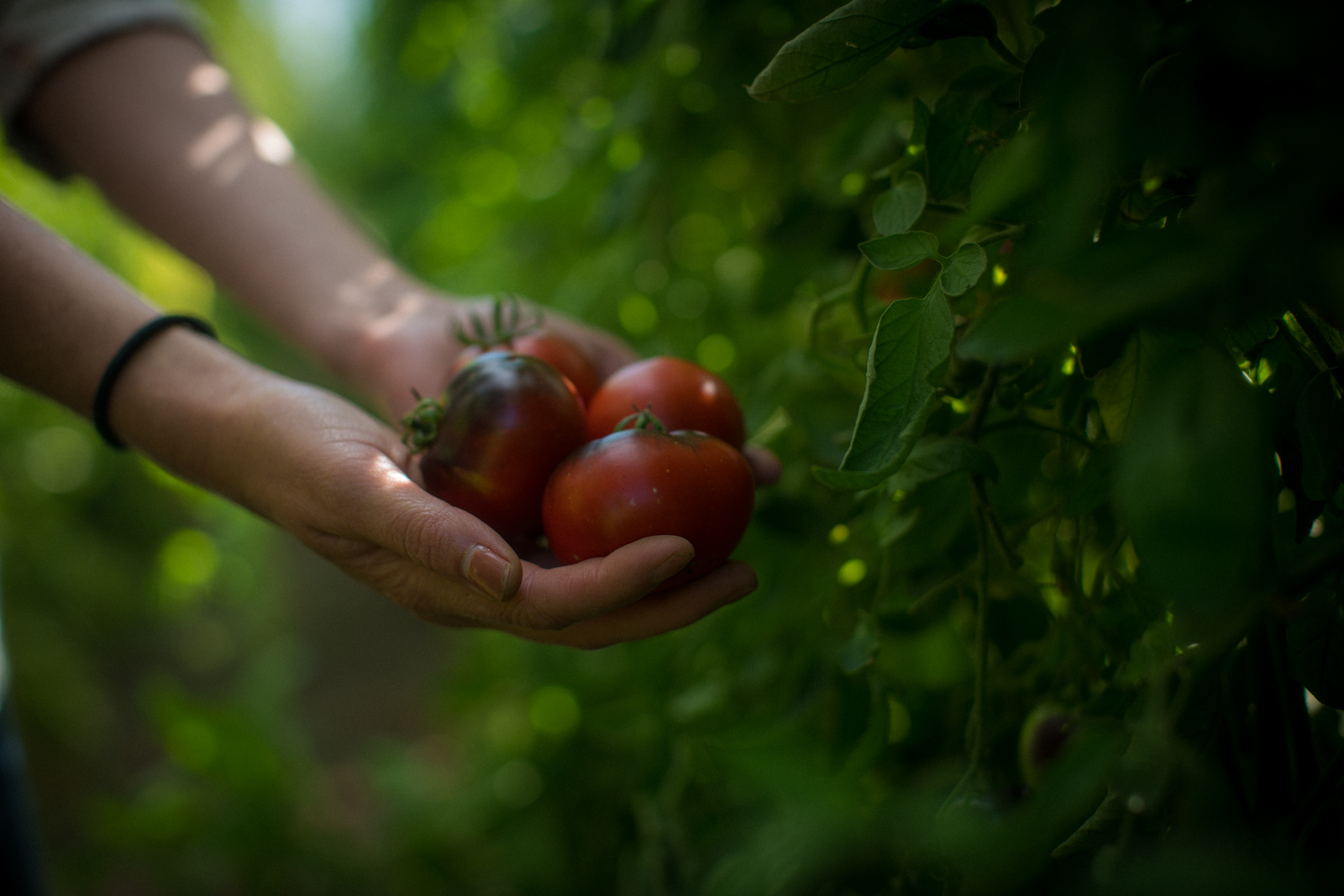 Tomatoes harvested in Trefethen’s La Huerta (The Garden)